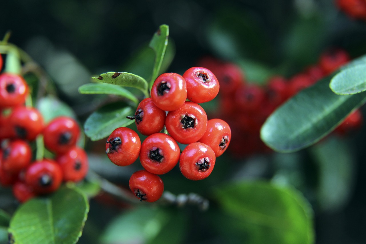 能力同样值 能力同样值